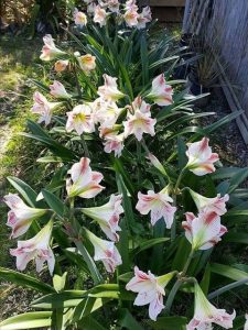 Amaryllis Lilies - Garden Club of Trinidad