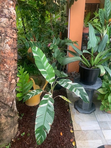 GC Dec Christmas Party 2