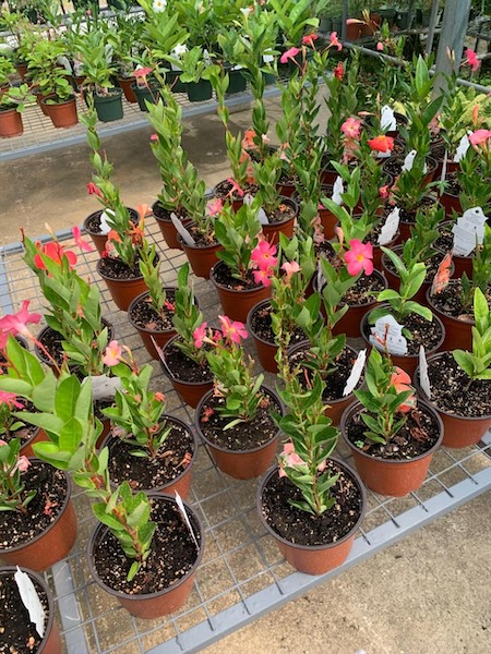Garden Club May26 2