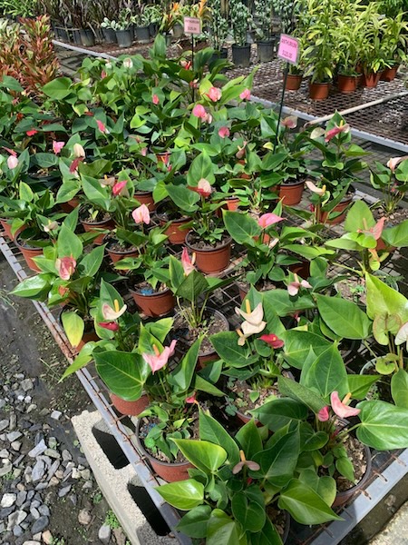 Garden Club May26 4