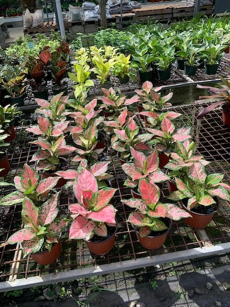Garden Club May26 5