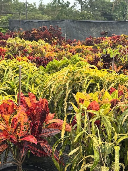 GC Garden 1