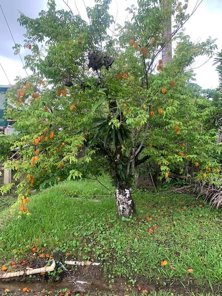 GC Garden 12
