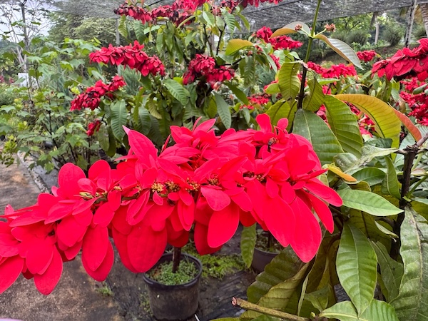 GC Garden 13