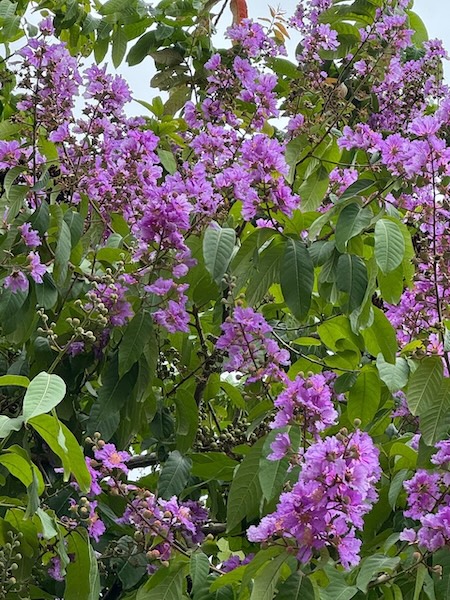 GC Garden 2