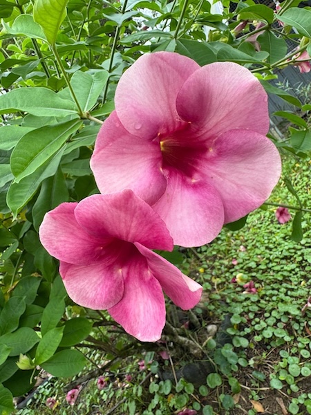 GC Garden 4