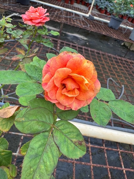 GC Garden 5