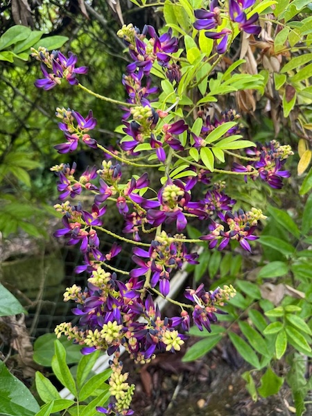 GC Garden 6