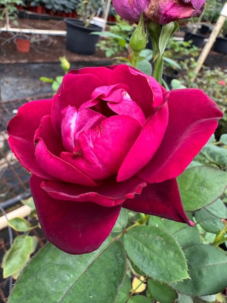 GC Garden 7
