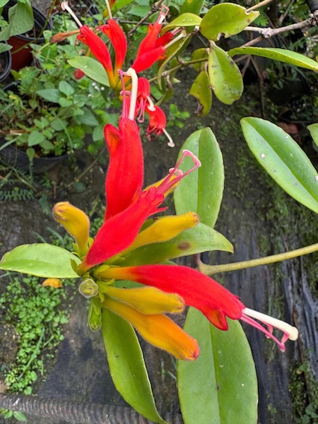 GC Garden 8