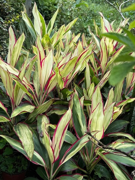 GC Garden 9
